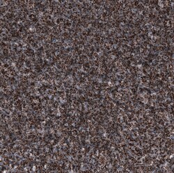 Invitrogen TSPO Monoclonal Antibody (CL13358) 100 &mu;L; Unconjugated:Antibodies,