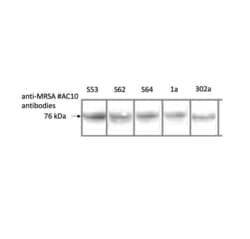 Invitrogen Staphylococcus aureus PBP2a (Methicillin-resistant) Monoclonal Antibody (AC10) 100 &mu;g | Buy Online | Invitrogen&trade; | Fisher Scientific