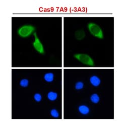 Invitrogen Cas9 Monoclonal Antibody (7A9-3A3), HRP 50 &mu;g; HRP:Antibodies,