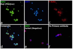 Invitrogen RIP2 Recombinant Rabbit Monoclonal Antibody (JE51-90) 100 &mu;L;