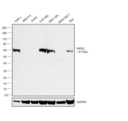 Invitrogen RIP2 Recombinant Rabbit Monoclonal Antibody (JE51-90) 100 &mu;L;