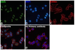Invitrogen EZH1 Recombinant Rabbit Monoclonal Antibody (PS01-09) 100 &mu;L;