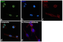 Invitrogen EZH1 Recombinant Rabbit Monoclonal Antibody (PS01-09) 100 &mu;L;
