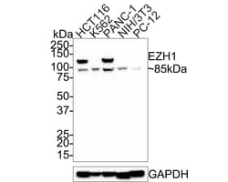 Invitrogen EZH1 Recombinant Rabbit Monoclonal Antibody (PS01-09) 100 &mu;L;