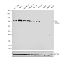 Invitrogen EZH1 Recombinant Rabbit Monoclonal Antibody (PS01-09) 100 &mu;L;