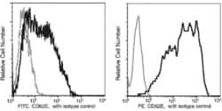 Invitrogen E-selectin Recombinant Rabbit Monoclonal Antibody (103), PE