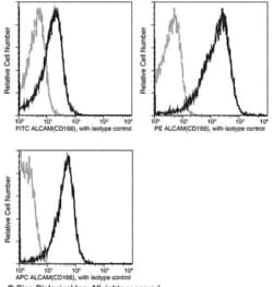 Invitrogen CD166 Recombinant Rabbit Monoclonal Antibody (311), PE 100 Tests | Buy Online | Invitrogen&trade; | Fisher Scientific