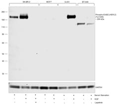 Invitrogen Phospho-ErbB2 (HER-2) (Tyr1248) Recombinant Rabbit Monoclonal