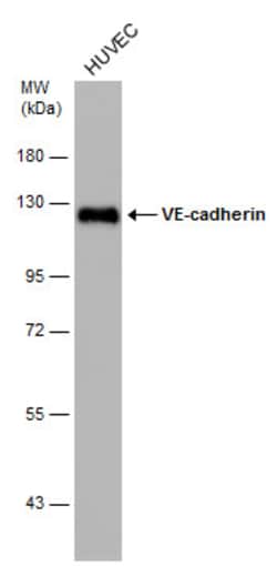 Invitrogen VE-cadherin Monoclonal Antibody (GT1369) 100 &mu;L; Unconjugated:Antibodies,