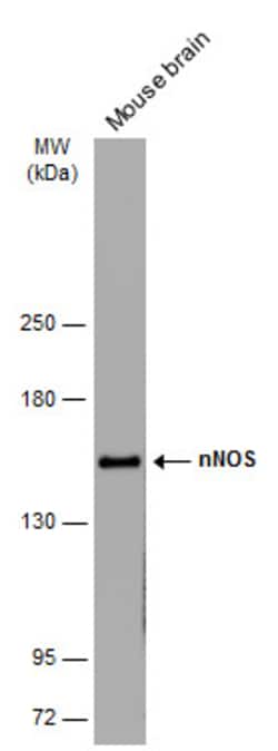 Invitrogen nNOS Monoclonal Antibody (GT5978) 100 &mu;L; Unconjugated:Antibodies,