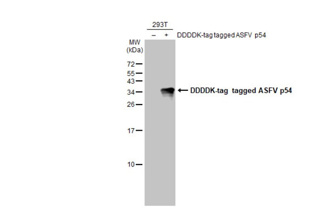 African Swine Fever Virus Structural Protein P54 Recombinant Rabbit