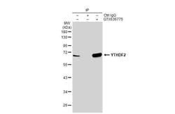 YTHDF2 Recombinant Rabbit Monoclonal Antibody (HL1355), Invitrogen 100 &mu;L | Buy Online | Thermo Scientific | Fisher Scientific