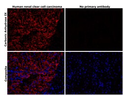 Invitrogen Carbonic Anhydrase IX Recombinant Rabbit Monoclonal Antibody