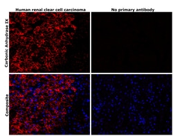 Invitrogen Carbonic Anhydrase IX Recombinant Rabbit Monoclonal Antibody