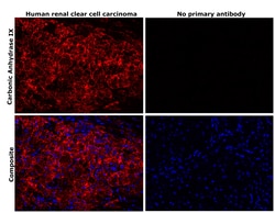 Invitrogen Carbonic Anhydrase IX Recombinant Rabbit Monoclonal Antibody