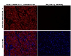 Invitrogen Carbonic Anhydrase IX Recombinant Rabbit Monoclonal Antibody