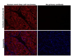 Invitrogen Carbonic Anhydrase IX Recombinant Rabbit Monoclonal Antibody