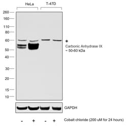 Invitrogen Carbonic Anhydrase IX Recombinant Rabbit Monoclonal Antibody