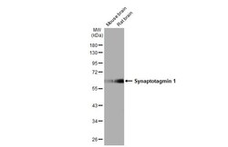 CD185 (CXCR5) Monoclonal Antibody (MU5UBEE), Brilliant Violet 605, eBioscience