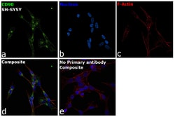 Invitrogen&trade;&nbsp;CD90 Recombinant Rabbit Monoclonal Antibody (HL1766)