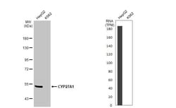 CYP27A1 Recombinant Rabbit Monoclonal Antibody (HL1819), Invitrogen 100