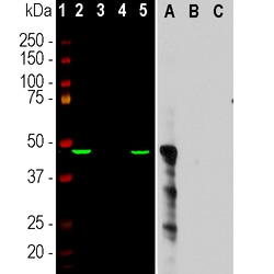 Invitrogen Aurora A Monoclonal Antibody (1A11):Antibodies:Primary Antibodies