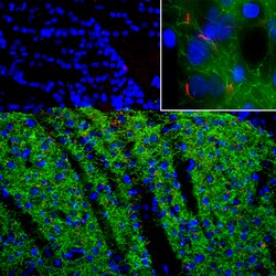 Adenylate Cyclase 3 Monoclonal Antibody (1A12), Invitrogen 100 &mu;L; Unconjugated:Antibodies,