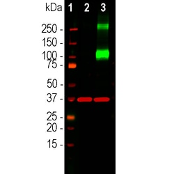 Adenylate Cyclase 3 Monoclonal Antibody (1A12), Invitrogen 100 &mu;L; Unconjugated:Antibodies,
