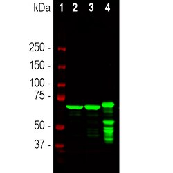 Invitrogen NEFL Monoclonal Antibody (1B11):Antibodies:Primary Antibodies