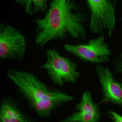 Invitrogen beta Tubulin Monoclonal Antibody (1B12):Antibodies:Primary Antibodies