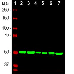 Invitrogen beta Tubulin Monoclonal Antibody (1B12):Antibodies:Primary Antibodies