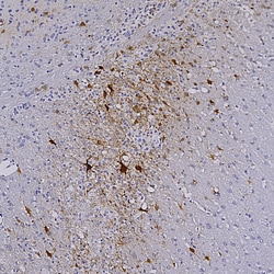 Invitrogen mCherry Monoclonal Antibody (1C51) 100 &mu;L; Unconjugated:Antibodies,