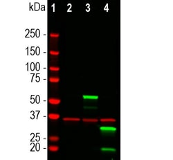 Invitrogen mCherry Monoclonal Antibody (1C51) 100 &mu;L; Unconjugated:Antibodies,
