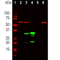 Invitrogen mCherry Monoclonal Antibody (1C51) 100 &mu;L; Unconjugated:Antibodies,