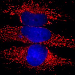 Invitrogen HSP60 Monoclonal Antibody (1C7) 100 &mu;L; Unconjugated:Antibodies,