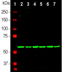 Invitrogen HSP60 Monoclonal Antibody (1C7) 100 &mu;L; Unconjugated:Antibodies,