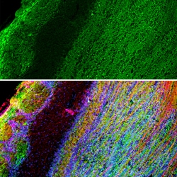 Invitrogen GAP43 Monoclonal Antibody (1E3) 100 &mu;L; Unconjugated:Antibodies,