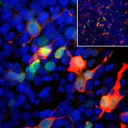 Invitrogen GFP Monoclonal Antibody (1F1) 100 &mu;L; Unconjugated:Antibodies,