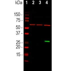 Invitrogen GFP Monoclonal Antibody (1F1) 100 &mu;L; Unconjugated:Antibodies,