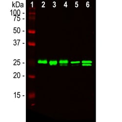 Invitrogen HMGB1 Monoclonal Antibody (1F3) 500 &mu;L | Buy Online | Invitrogen&trade; | Fisher Scientific