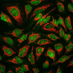 Invitrogen MBNL1 Monoclonal Antibody (1H1) 100 &mu;L; Unconjugated:Antibodies,