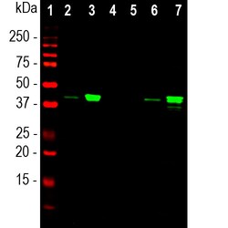 Invitrogen MBNL1 Monoclonal Antibody (1H1) 100 &mu;L; Unconjugated:Antibodies,