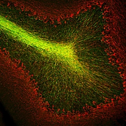Invitrogen CNPase Monoclonal Antibody (1H10):Antibodies:Primary Antibodies