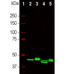 Invitrogen CNPase Monoclonal Antibody (1H10):Antibodies:Primary Antibodies