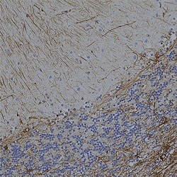 Invitrogen GFAP Monoclonal Antibody (2A5) 500 &mu;L | Buy Online | Invitrogen&trade; | Fisher Scientific