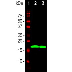 Invitrogen alpha Synuclein Monoclonal Antibody (2A7) 500 &mu;L | Buy Online | Invitrogen&trade; | Fisher Scientific