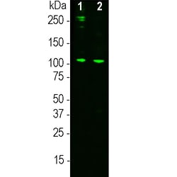 Invitrogen Complement C3a Monoclonal Antibody (2B5) 100 &mu;L; Unconjugated:Antibodies,