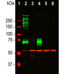 Invitrogen MAP2 Monoclonal Antibody (2C4):Antibodies:Primary Antibodies