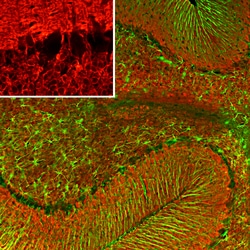 Invitrogen VSNL1 Monoclonal Antibody (2D11):Antibodies:Primary Antibodies