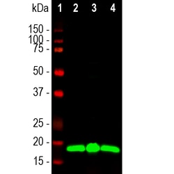 Invitrogen VSNL1 Monoclonal Antibody (2D11):Antibodies:Primary Antibodies